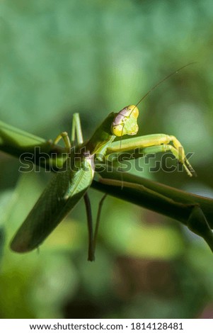 Macro photo of a green mantis on a branch