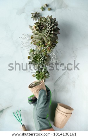 Seedling pots, planting seedlings and baby plants of sempervivum succulent plants. Green hands creative concept. Plants, hand in glove, rake and seedling pots on marble stone background.