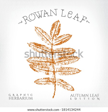 Rowan Leaf with Authentic Logo Lettering Vintage Print Style Illustration from Autumn Leaf Edition of Graphic Herbarium - Black and Rusty on Grunge Background - Vector Stamp Graphic Design