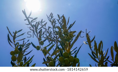 Olive Tree Leaves and Closeup Healthy Product Background              