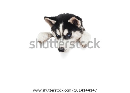Cute husky puppy with paws over a white blank banner or poster isolated on white background.