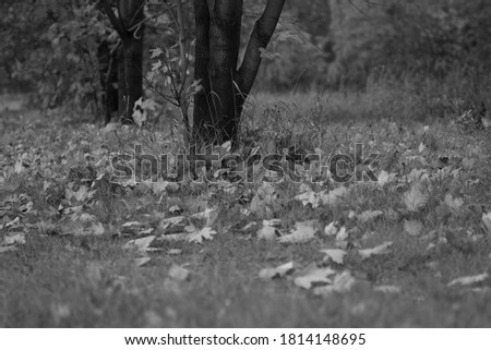 Vintage black and white photo of a forest in autumn