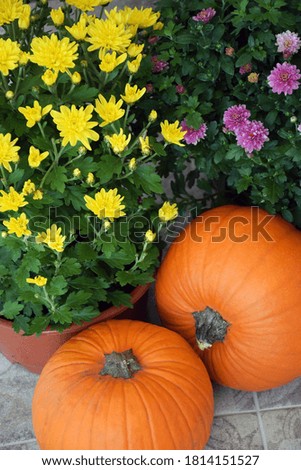 Yellow and purple chrysanthemums flowers in pots with ripe orange pumpkins. Autumn harvest, Thanksgiving Day or Halloween concept.