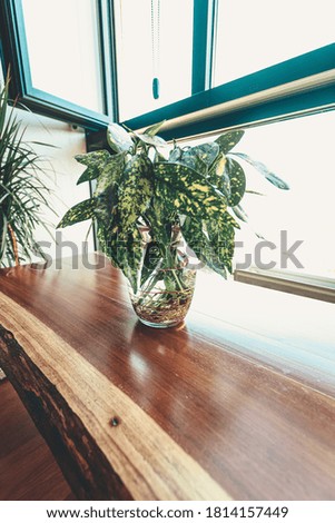 A beautiful plant over a wooden table in front of a bright window