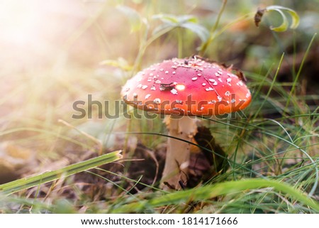 Toxic mushroom Fly Agaric in grass. Red poisonous Amanita Muscaria fungus in natural environment. Close up stock photo
