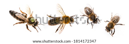 bee queen mother and drone and bee worker - three types of bee (apis mellifera) Royalty-Free Stock Photo #1814172347