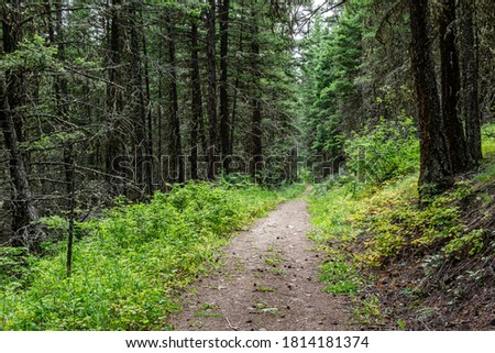 Empty hiking trail in the Paul Lake Provincial Park British Columbia Canada.
