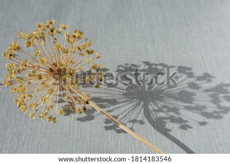 Dried field flowers with shadow projected isolated on grey textured surface background. flat lay. top view. copy space. Minimal, handmade, eco, nature, styled concept for bloggers