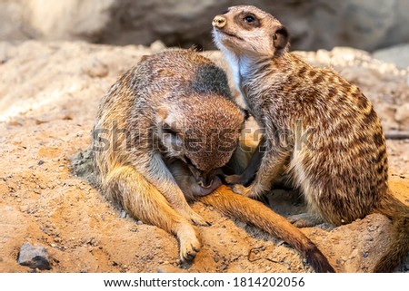 A group of meerkats playing together in a zoo at a sunny day in summer.