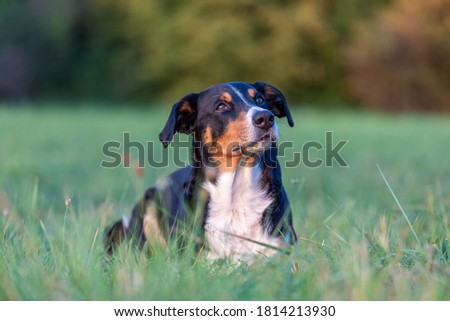 Portrait of appenzeller mountain dog, lying on the summer field, natural light