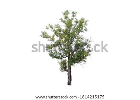 The tree is the most important thing in the world, Oxygen Production, Temperature control, Balance with nature, Beautiful, Cut-tack, Isolated on White Background