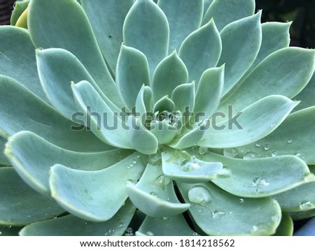 Rain drops balance of the leaves of a gig beautiful succulent after a rain storm from Tropical Depression Sally.