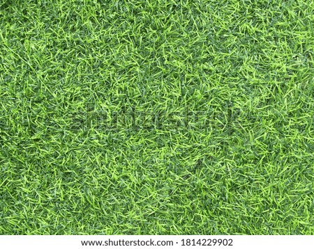 Green grass surface background for natural texture 