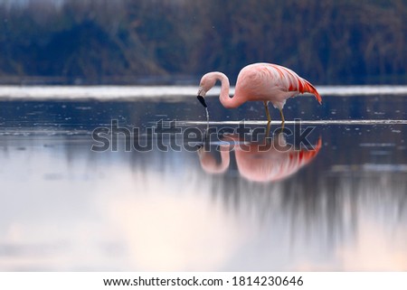 Chilean flamingo (Phoenicopterus chilensis) perched on feeding lake