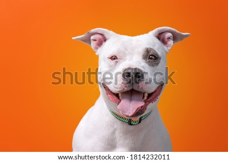 cute shelter dog in a studio shot  Royalty-Free Stock Photo #1814232011