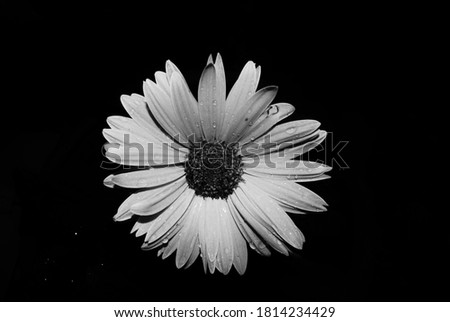 Only flower black background white and black Royalty-Free Stock Photo #1814234429