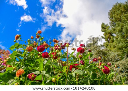 Beautiful red and orange dahlias in the foreground and the sky and some clouds in the background.   