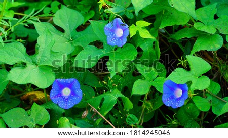 a morning glory in full bloom with blue flowers.