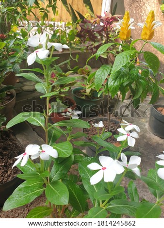 flowers in plant pots in a garden - focus on the flowers in the foreground