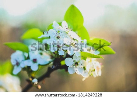 Delicate white apple blossoms at springtime on country Australian farm