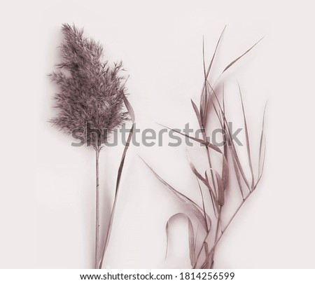 Dried pampas grass photo set. Background plant details for web site banners, social media. Autumn grass. Botanical photography on beige background.