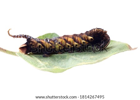  butterfly worm on green leaves on white background