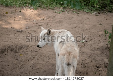 A closeup of a white wolf in Zoo Osnabruck Germany