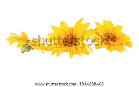 Three yellow flowers isolated on a white background