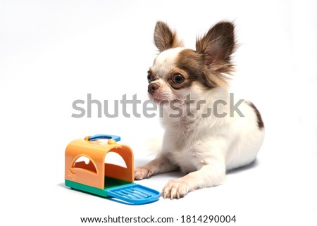 Chihuahua and dog cage toys