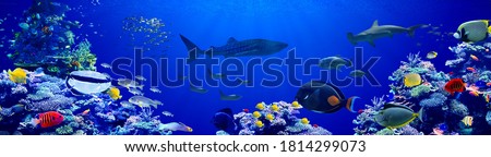 Panorama background of beautiful coral reef with marine tropical fish in central pacific that Whale shark visited