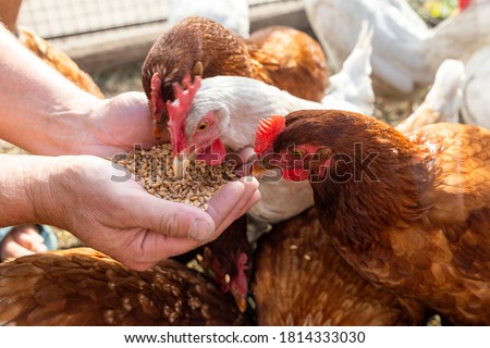 The farmer hand-feeds his hens with grain. Natural organic farming concept Royalty-Free Stock Photo #1814333030