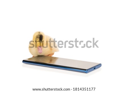 Beautiful little yellow duckling carefully looks at the phone screen Isolated on a white background