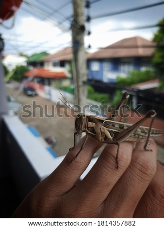 The big locust is a locust called the Patanga locust on its hand.