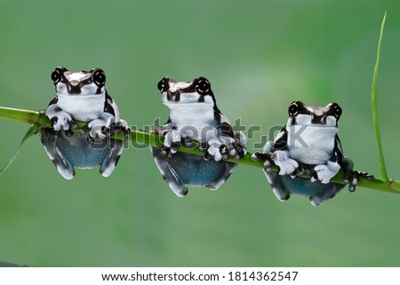 Amazon Milk Frog, Trachycephalus resinifictrix, is also called the Blue Milk Frog, or Panda Bear Tree Frog.