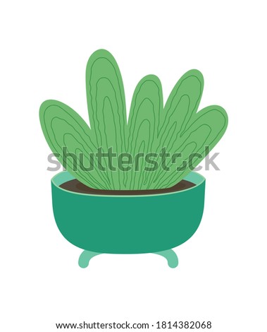 Houseplant in a flower pot isolated on white background
