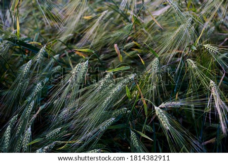 Close-up picture of wheat barley rye stalks on field. Nature protection concept. Agricultural cultivation process. Rural scene in countryside. Crop harvest in the village.