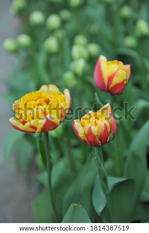 Red and yellow peony-flowered Double Late tulips (Tulipa) Bad Woerishofen bloom in a garden in April 2019