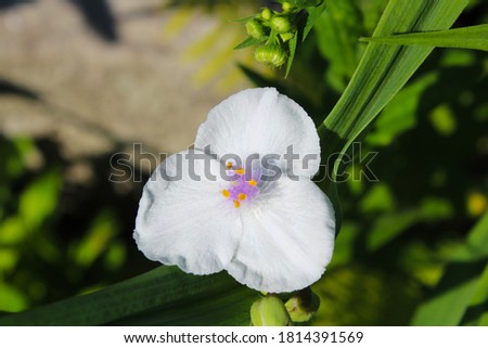 white tradescantia with lush foliage