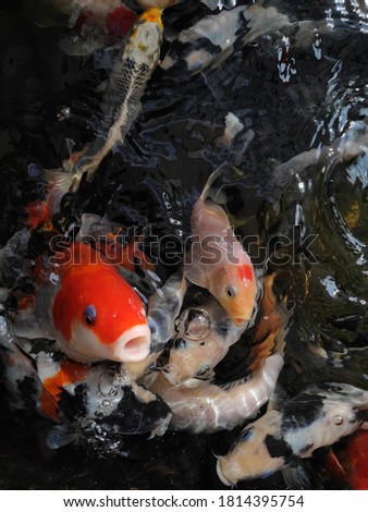 Koi or specifically koi comes from Japanese which means carp. More specifically, the nishikigoi, which is less close to the gold or silver embroidered carp. In Japan, koi are a kind of symbol of love 