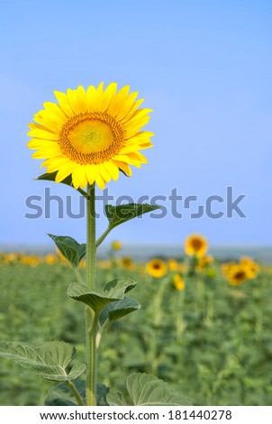 Beautiful landscape with sunflower field over blue sky