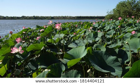 Lotus field in the Volga river delta in the city of Astrakhan