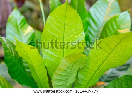 Close to a thick juicy leaf of an exotic plant in a greenhouse