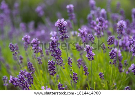 Lavender bushes closeup on sunset.. Field of Lavender, officinalis. Lavender flower field, image for natural background.Very nice view of the lavender fields.