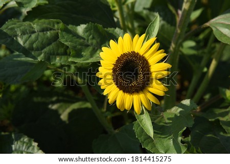 Seasonal Background Materials in Summer  / Sunflowers
