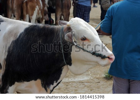 Sacrificial cow for Eid al-Adha.