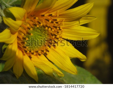 Yellow sunflower bloom for background or wallpaper