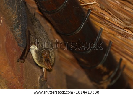 Mauritian Tomb Bat Hanging Under Thatch Roof (Taphozous mauritianus) Royalty-Free Stock Photo #1814419388