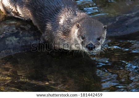 An otter on a bank of stream