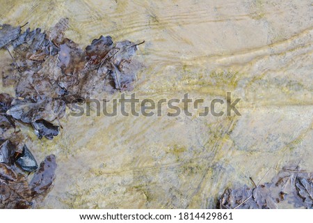Fallen brown leaves in the water