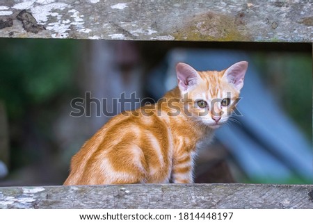 Closeup Portrait of Surprised Ginger Cat  on Isolated wood Background